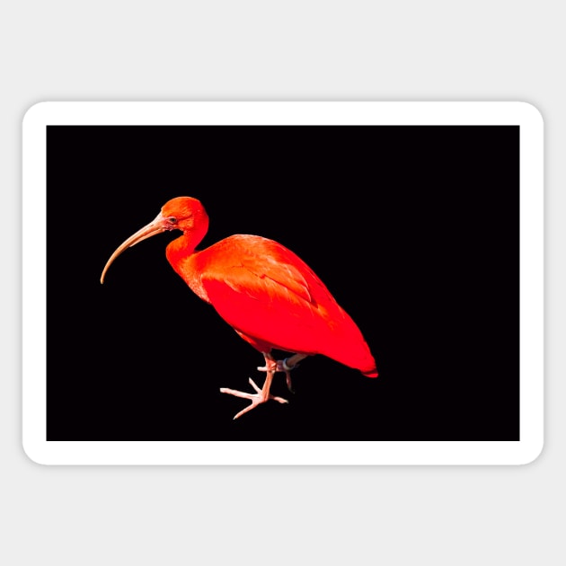 Scarlet ibis on a black background Sticker by HazelWright